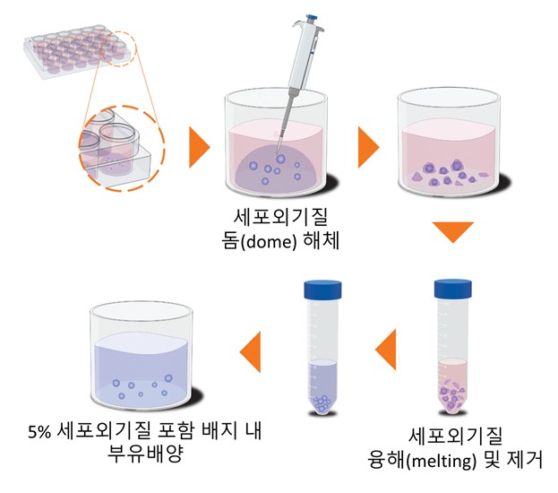 KRISS가 개발한 간 오가노이드 부유 배양법